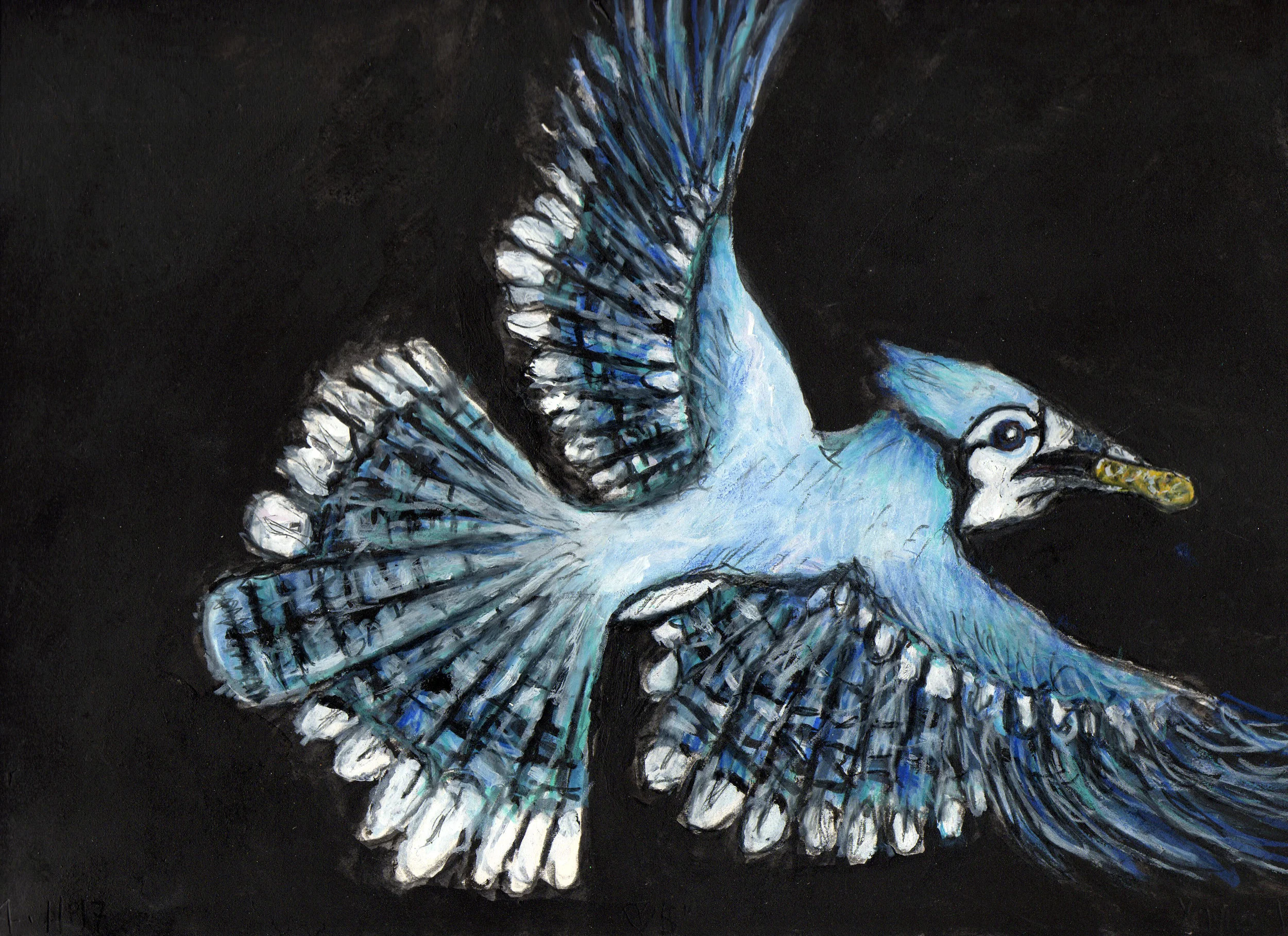 Blue Jay/Peanut
