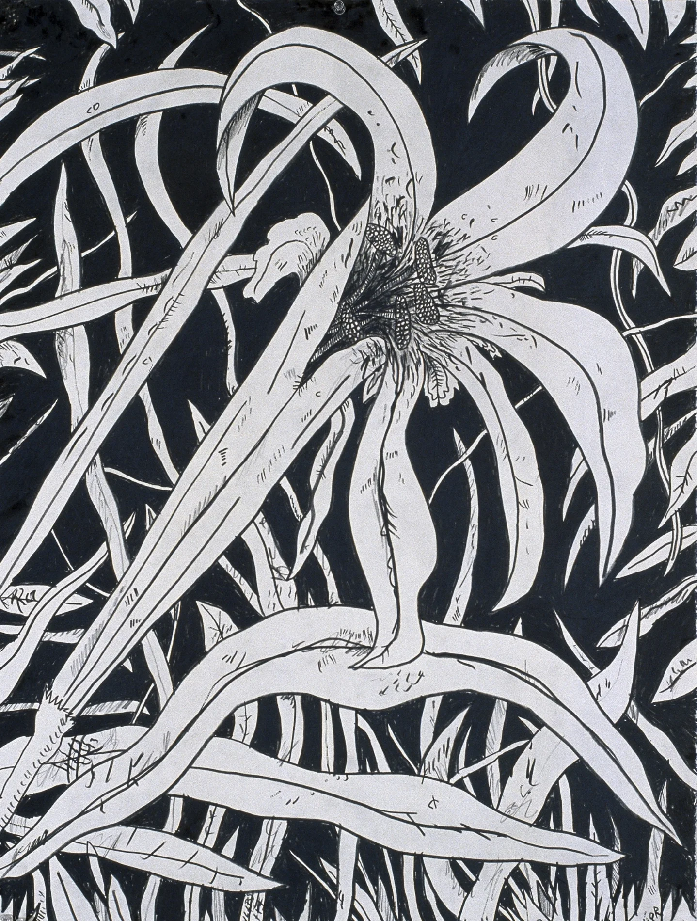 Lily