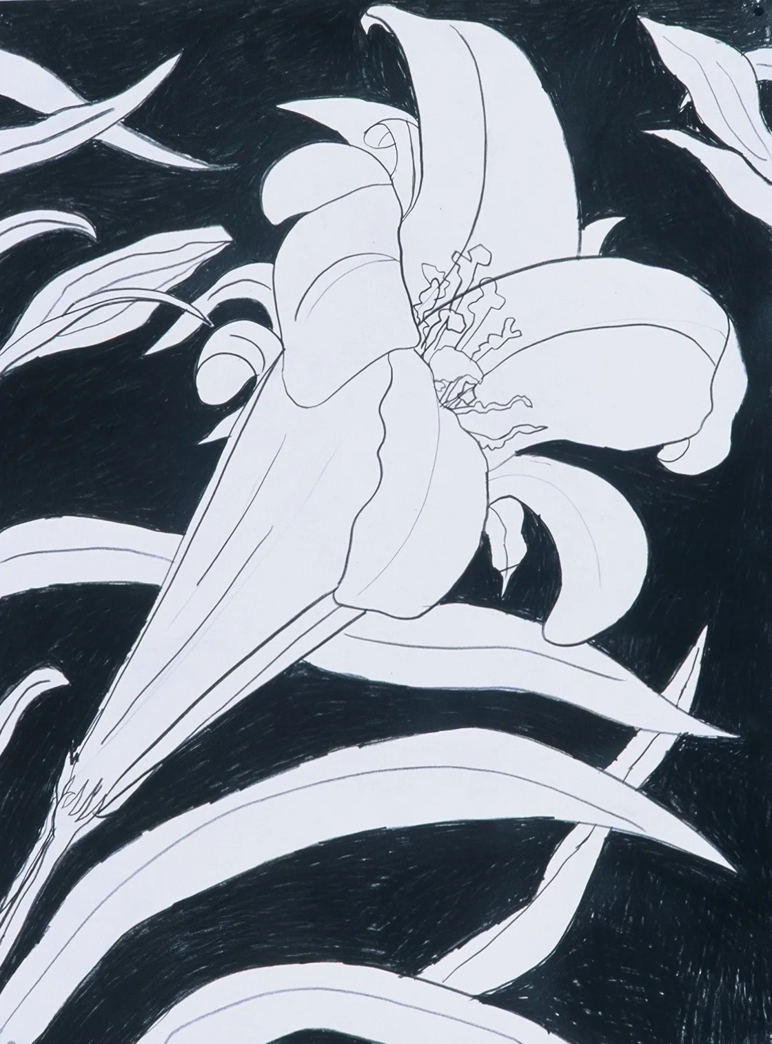 Lily