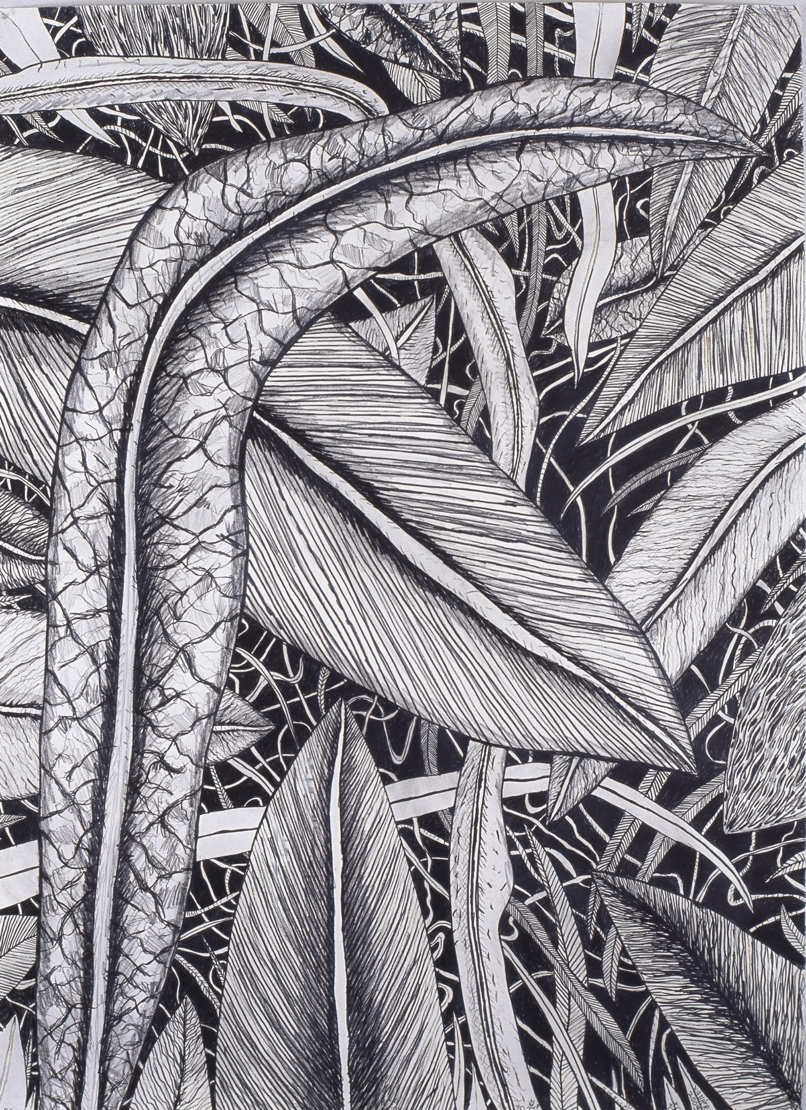 Leaves