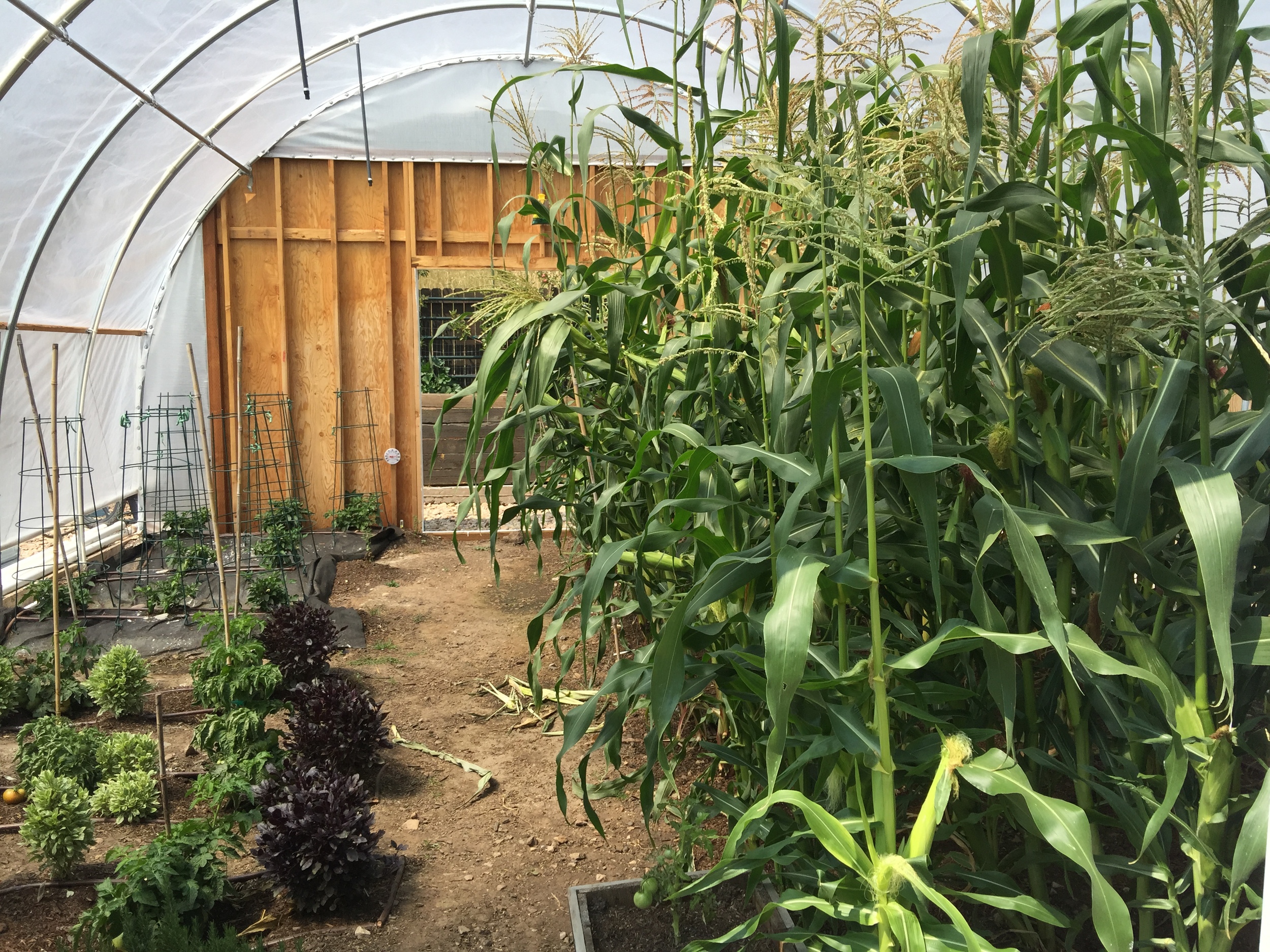 Corn and veggies growing in the greenhouse
