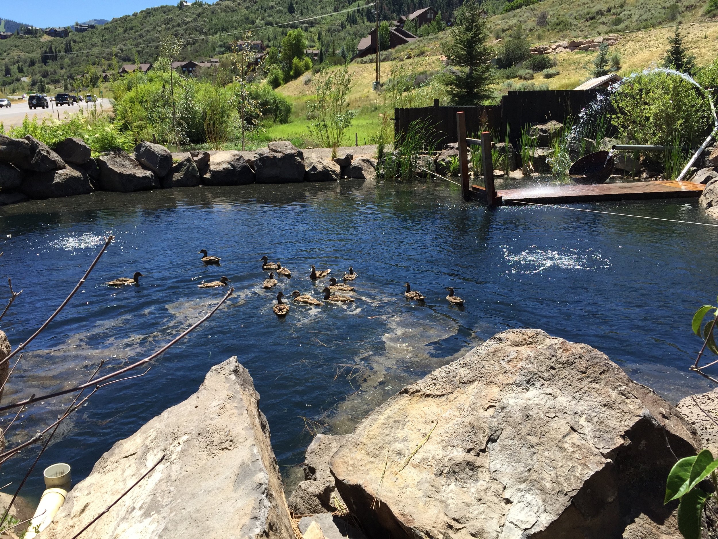 Ducks loving their pond