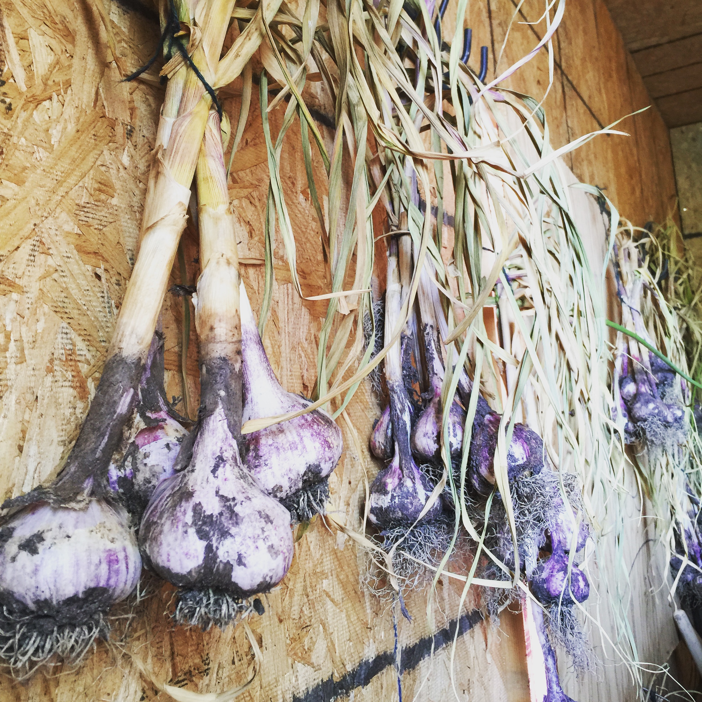 Garlic bulbs drying out