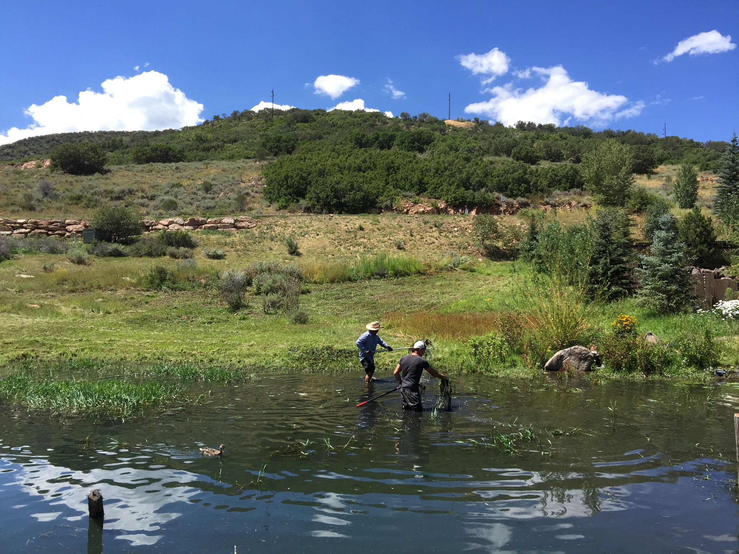 Cleaning out the pond 