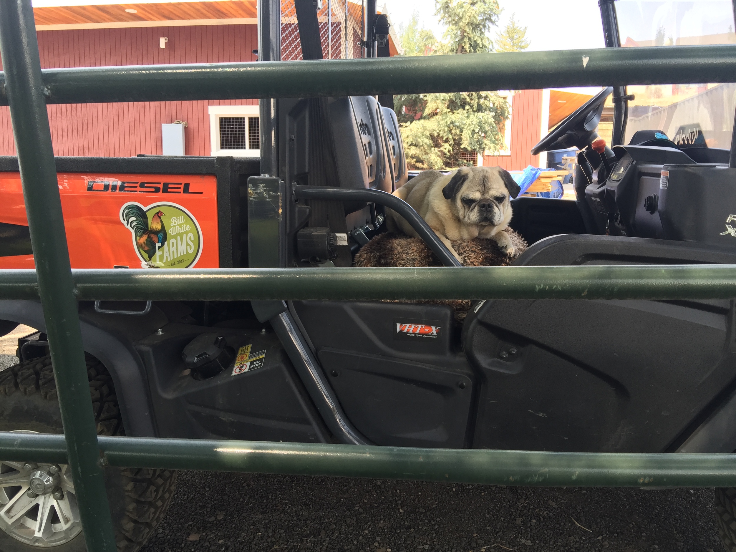 Rodney, Wonder Dog, supervising the farm