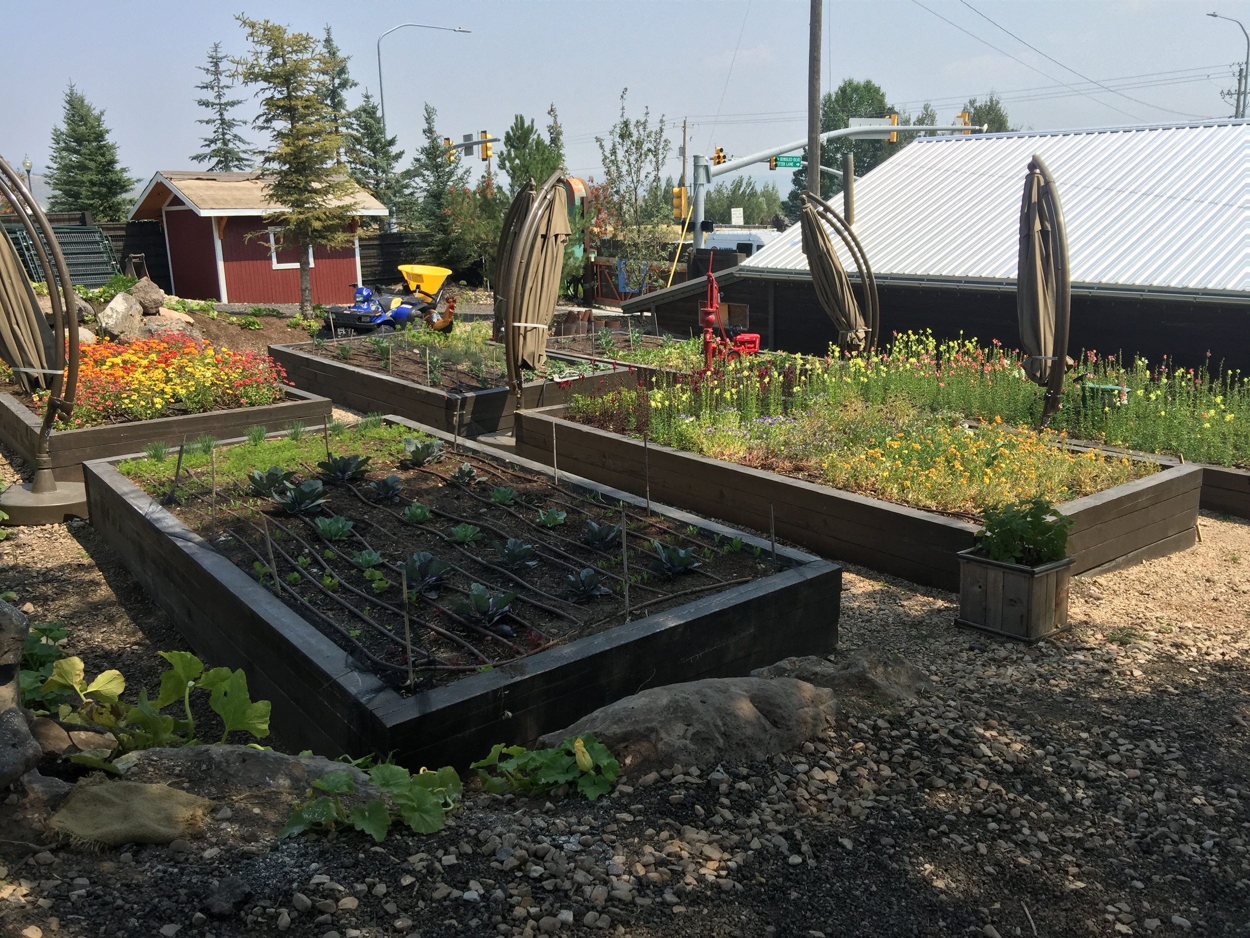 Garden beds at the farm.. growing all kinds of delicious veggies!