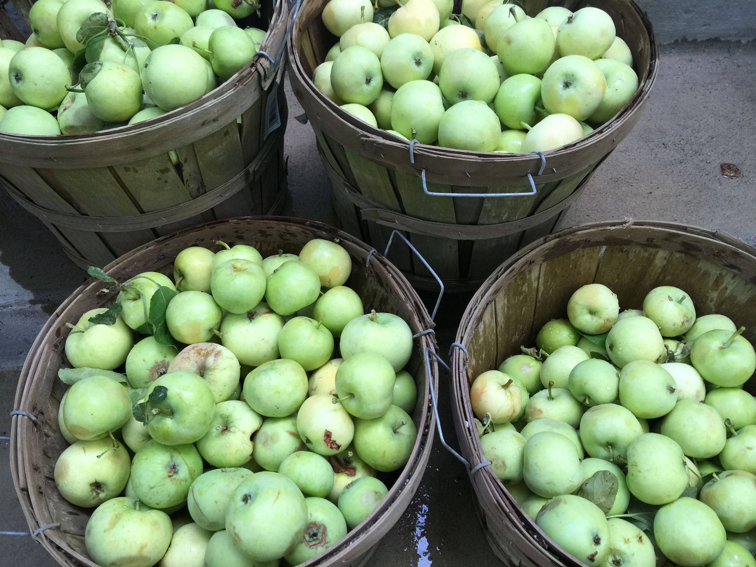 Freshly picked apples!