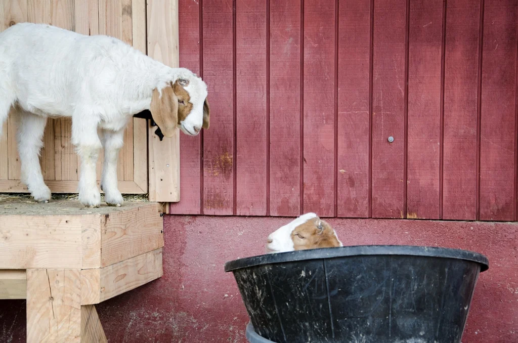 goatiesmedium.jpg