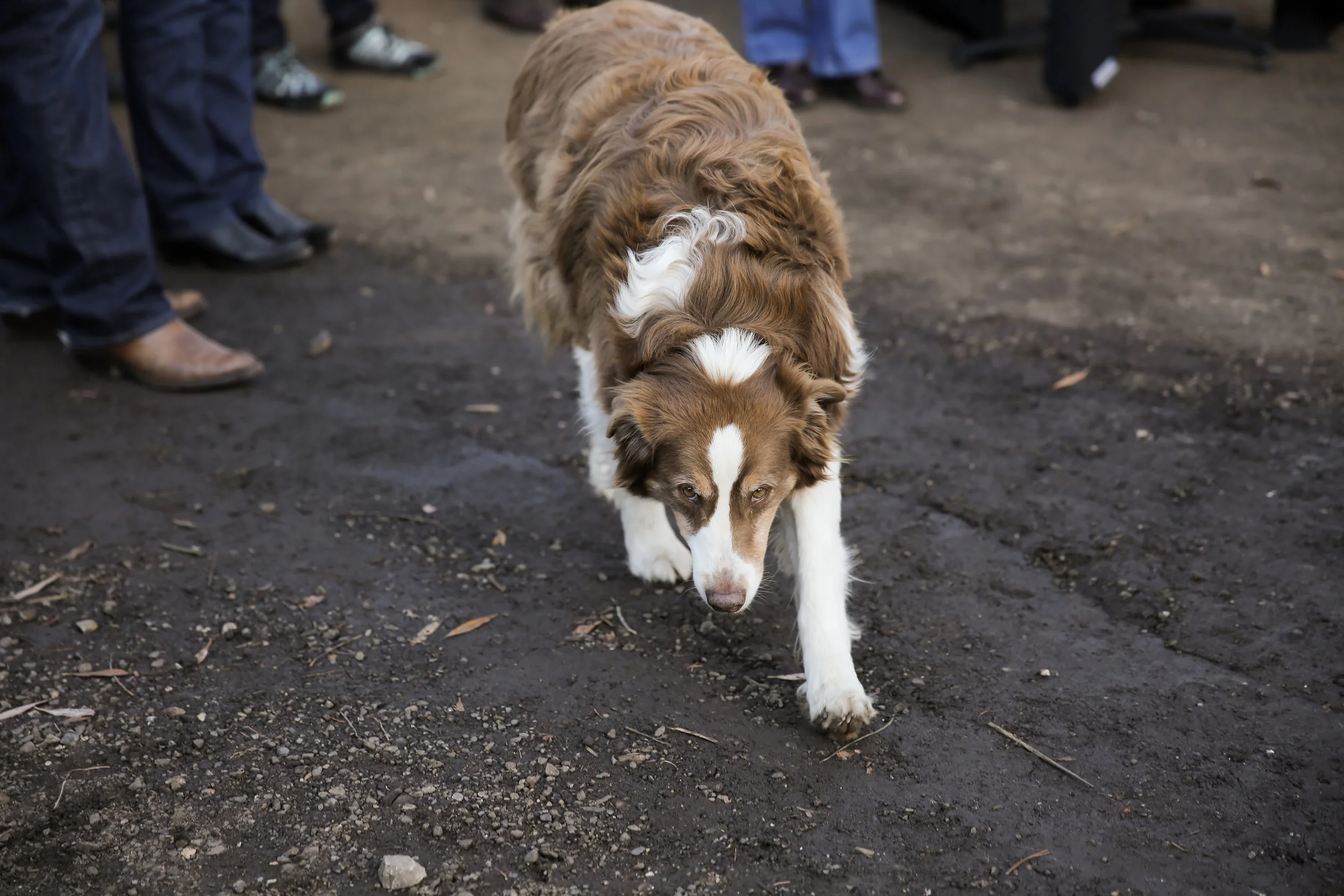 BillWhiteFarmsCiderFest16-178.jpg