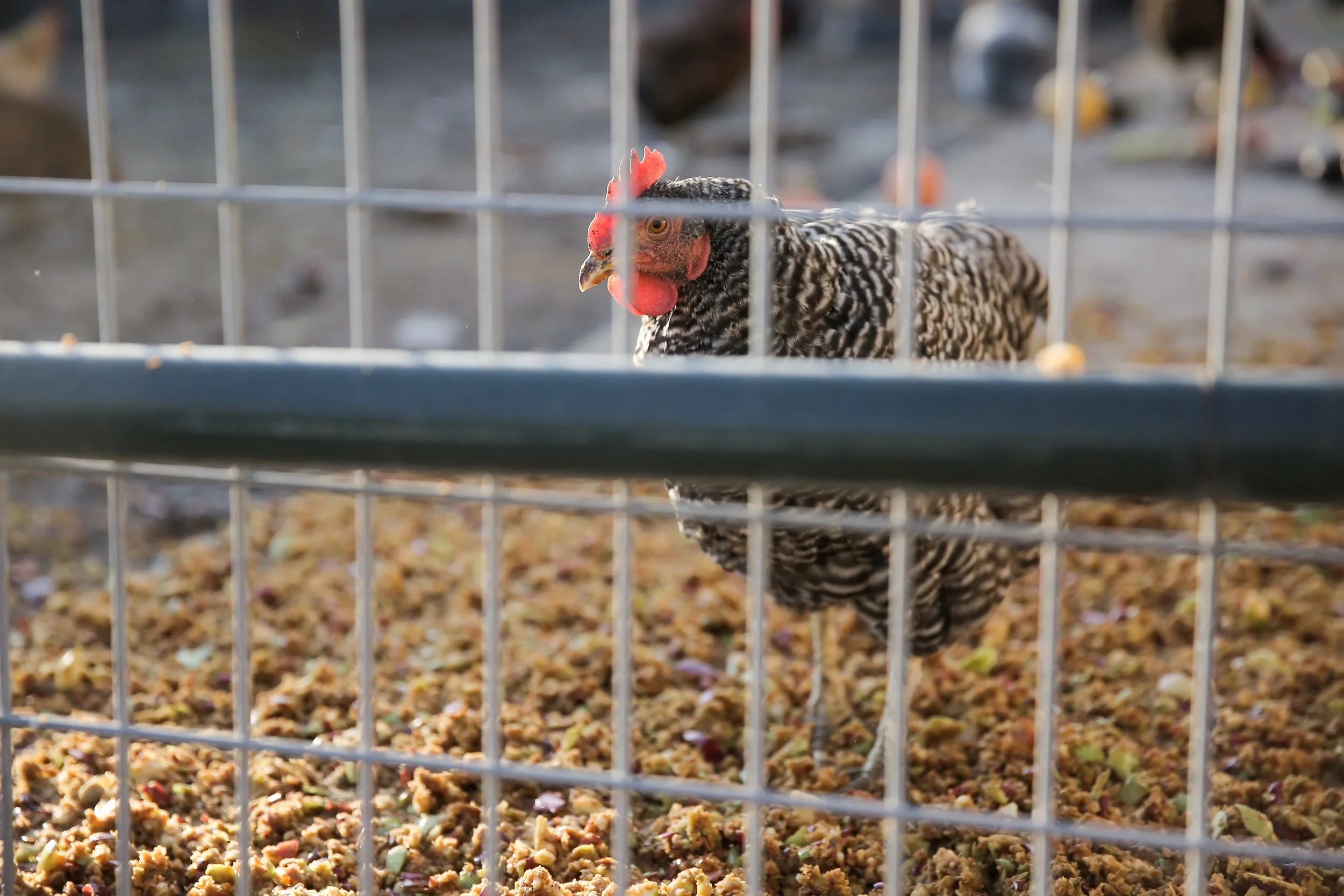 BillWhiteFarmsCiderFest16-341.jpg