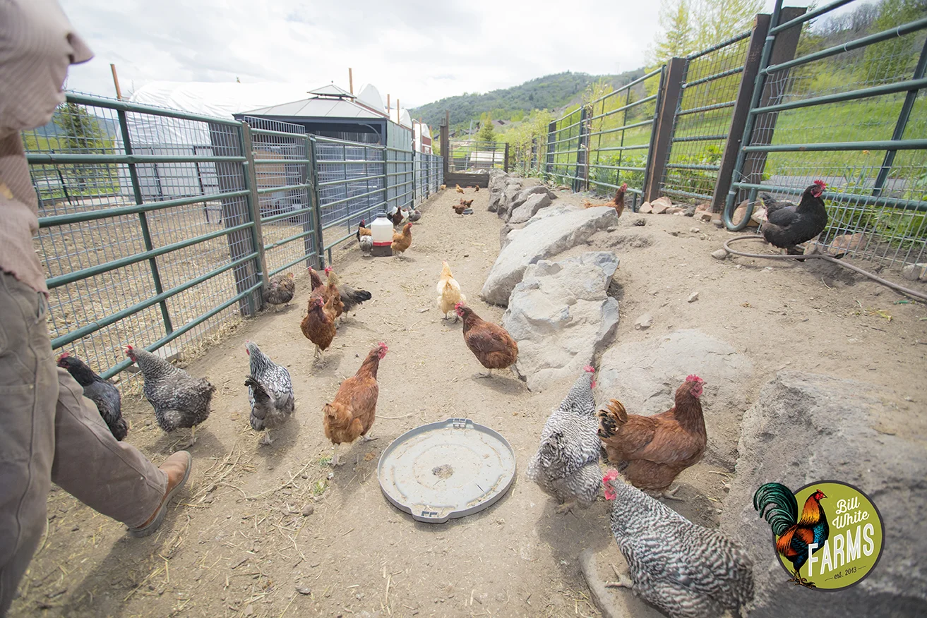 Bryan feeding the chickens on the farm. 