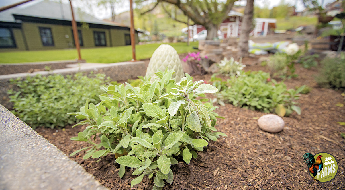 Fresh sage growing on one of the garden beds at the Farm. 