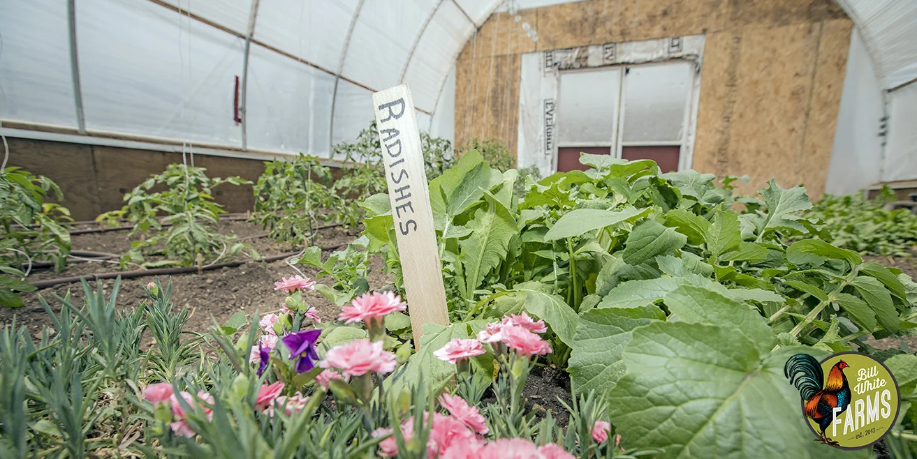 Organic radishes growing in one of our green houses. 