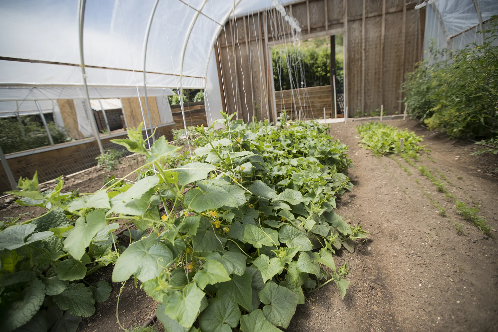 Farm-to-pantry.jpg