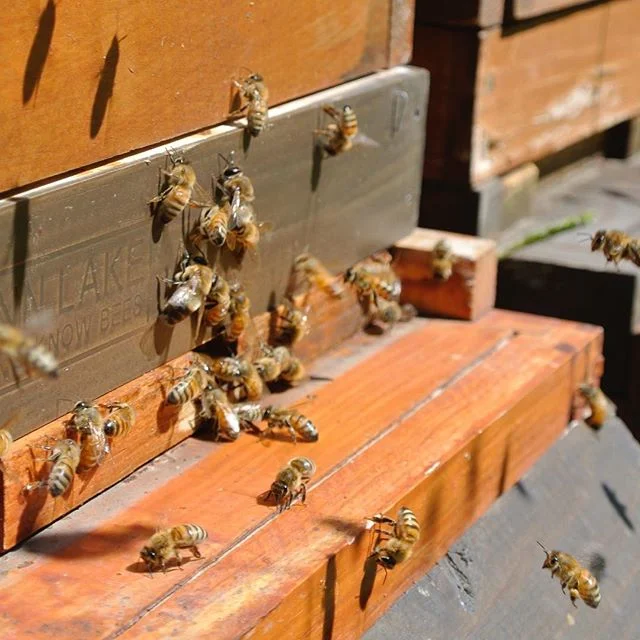 These awesome #pollinators are busy transferring pollen and seeds from one flower to another, fertilizing our plants so it can grow and produce food. Cross-pollination helps at least 30 percent of the world's crops and 90 percent of our wild plants to thrive. 🐝💛 #savethebees