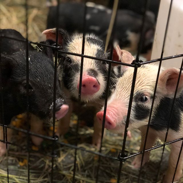 Prepare yourself for cuteness overload!  Welcome our new piglets and puppy, Beans!  Unfortunately we lost mama Beryl during their birth, but we got 7 beautiful piglets 🐽