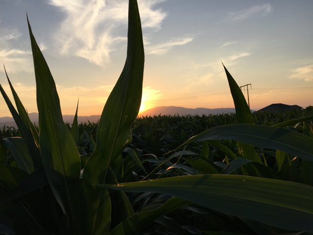 August sunset over the corn field.