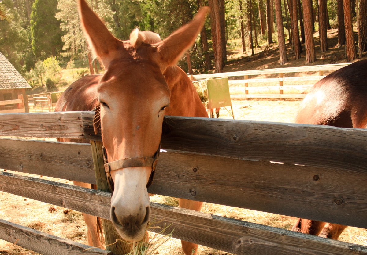 wawona_stables.jpg