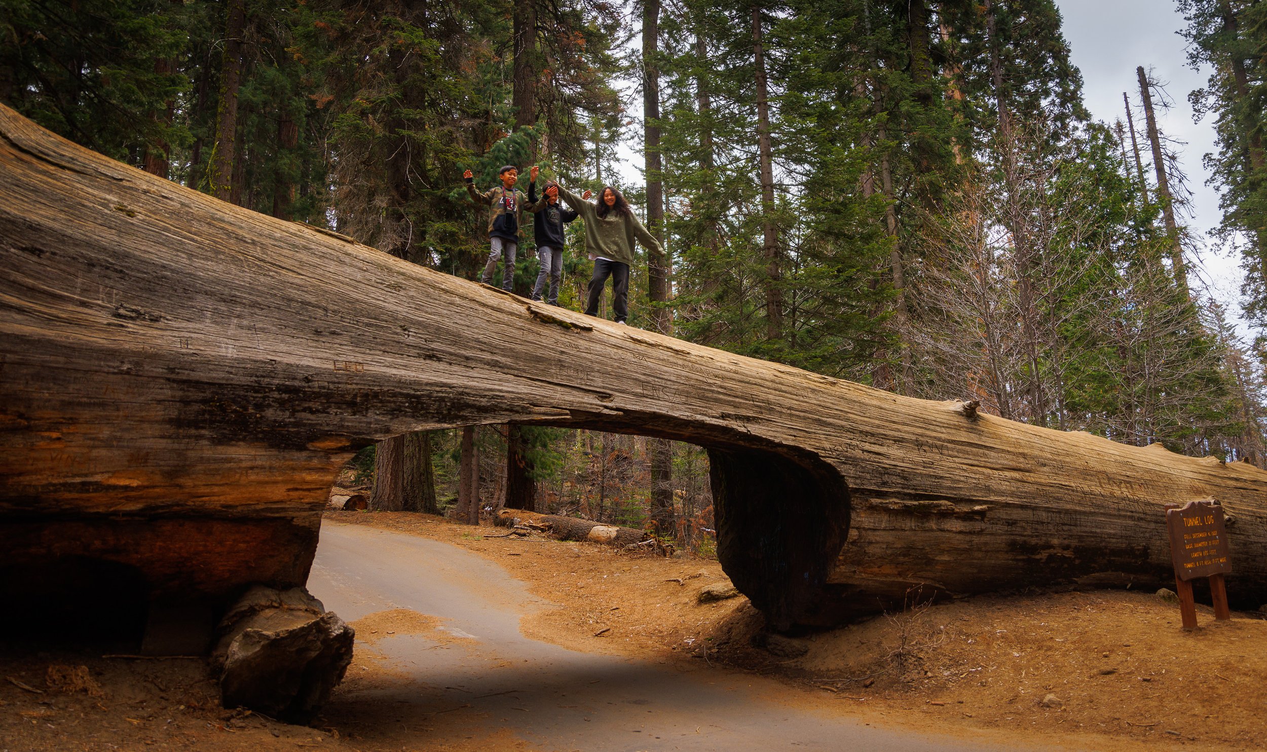 Tunnel Log Rain Giant Sequoias Sequoia National Park CA Majestic Mountain Loop credit Daniel Chui May 2022 (2).jpg