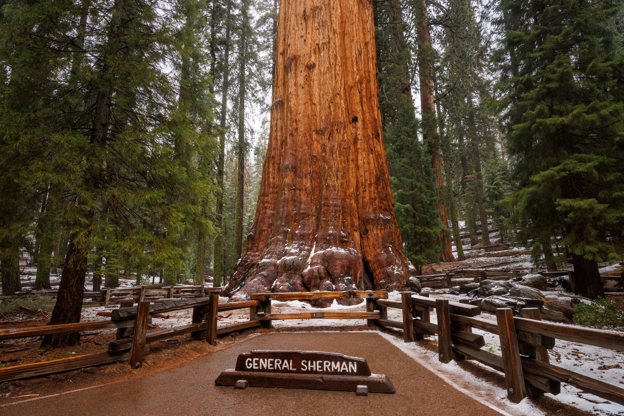 General Sherman Trail Snow Winter Giant Sequoias Sequoia National Park CA Majestic Mountain Loop credit Daniel Chui May 2022 (1).jpg