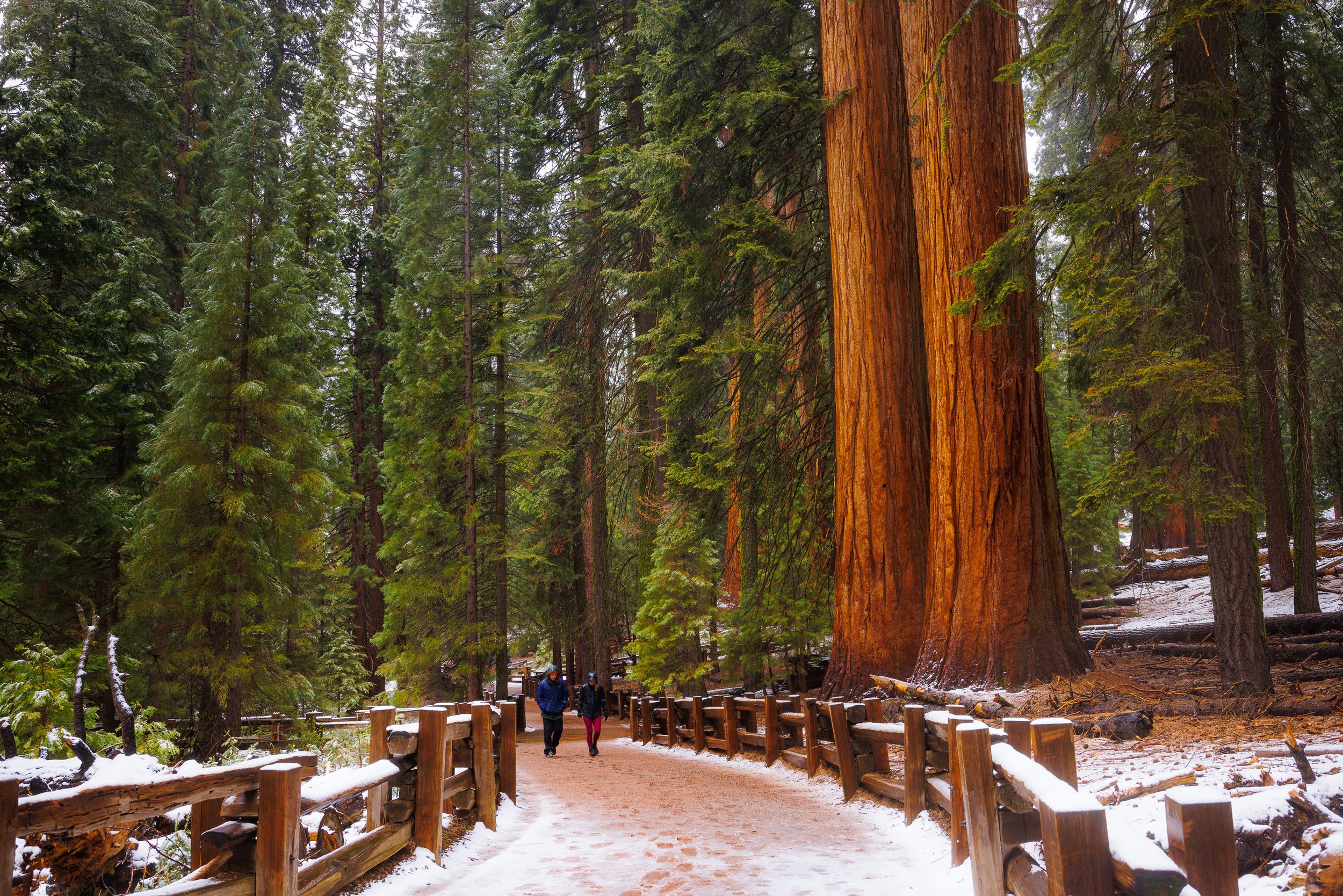 General Sherman Trail Snow Winter Giant Sequoias Sequoia National Park CA Majestic Mountain Loop credit Daniel Chui May 2022 (9).jpg