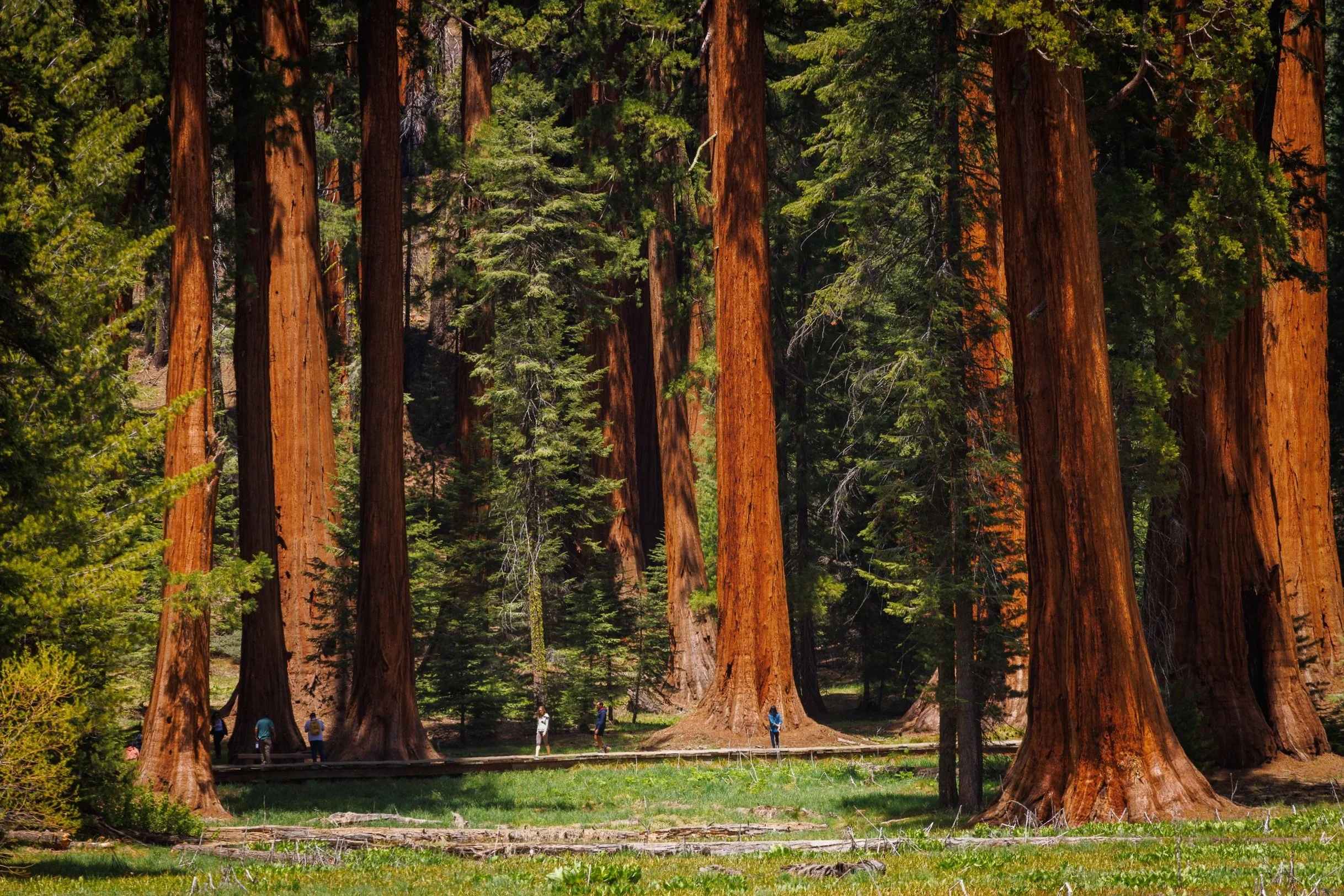 Big+Trees+Trail+Sunny+Giant+Sequoias+Sequoia+National+Park+CA+Majestic+Mountain+Loop+credit+Daniel+Chui+May+2022+%281%29.jpg