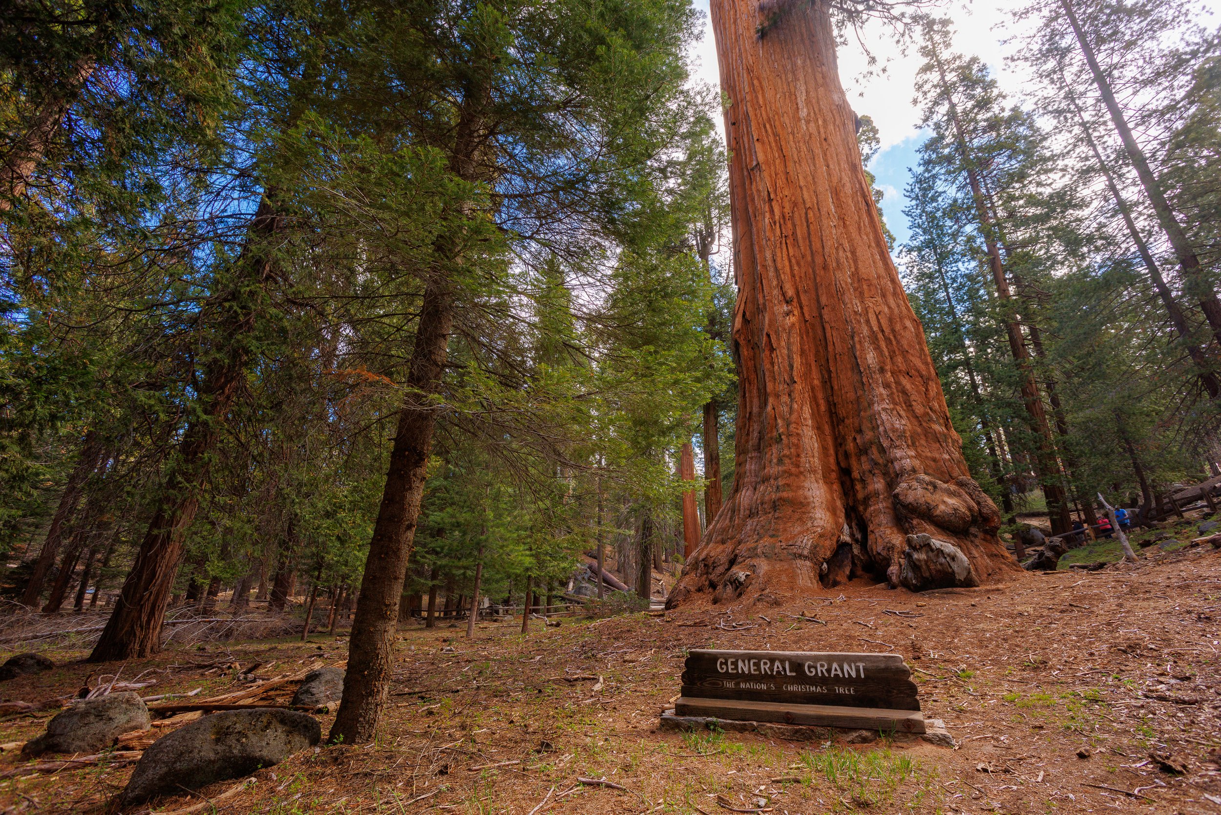 General Grant Trail Giant Sequoias Kings Canyon National Park CA Majestic Mountain Loop credit Daniel Chui May 2022 (2).jpg