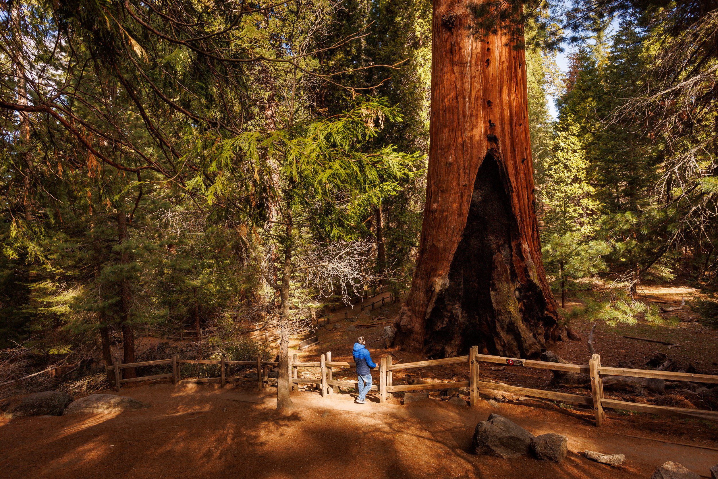 General Grant Trail Giant Sequoias Kings Canyon National Park CA Majestic Mountain Loop credit Daniel Chui May 2022 (1).jpg