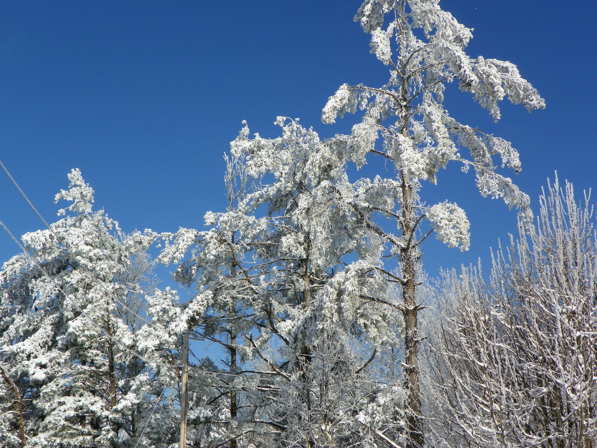 snow covered trees