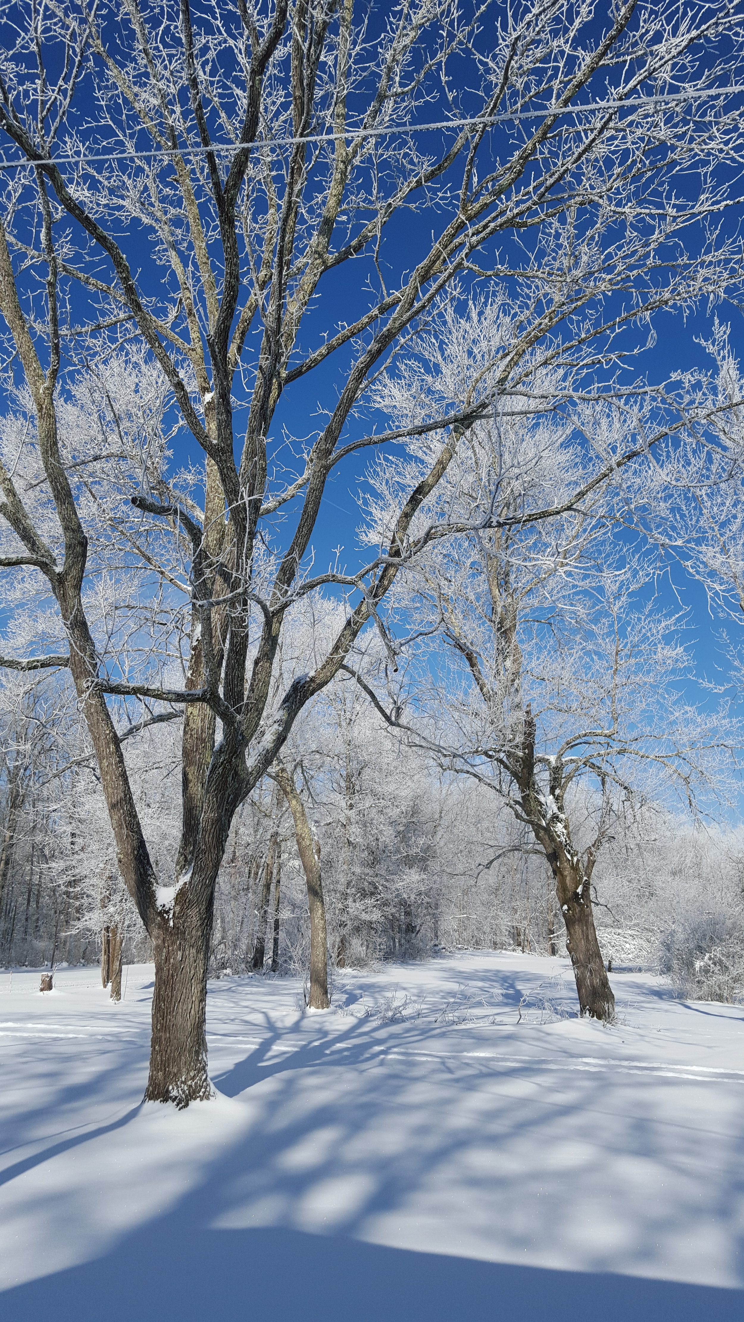 Snowy trees in Scott County TN 15 minutes from Laurel Fork