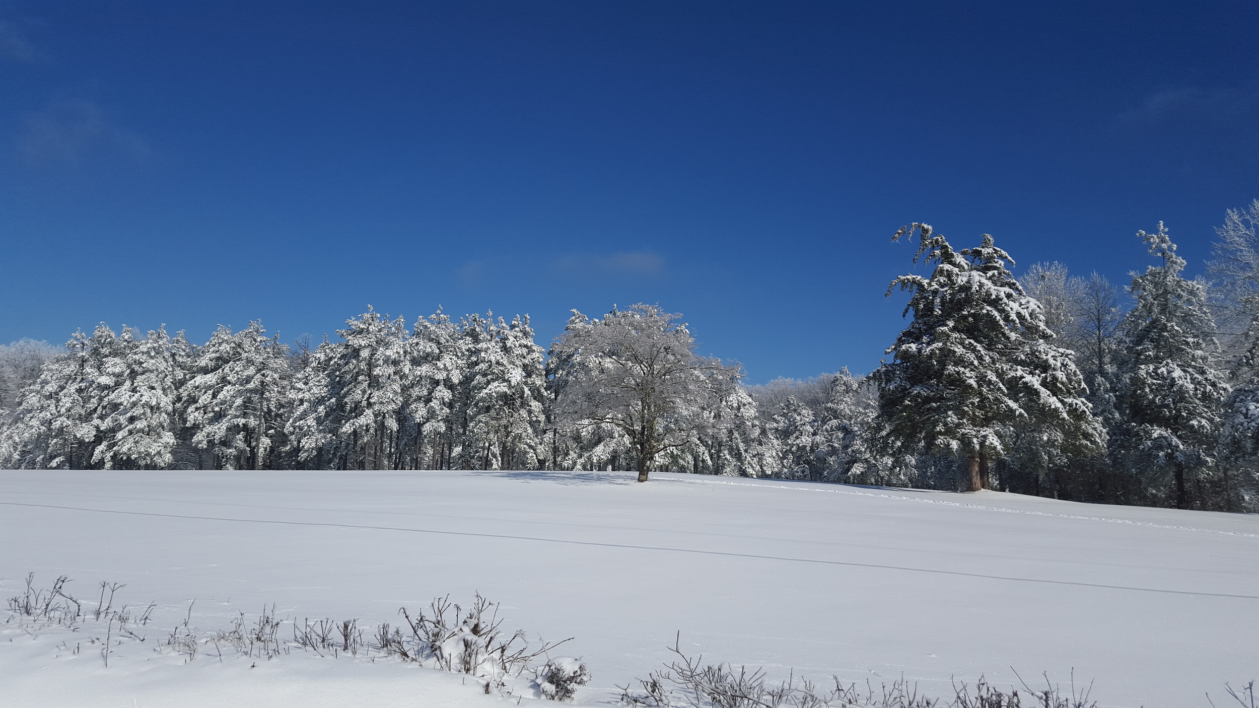 snow field and tree line