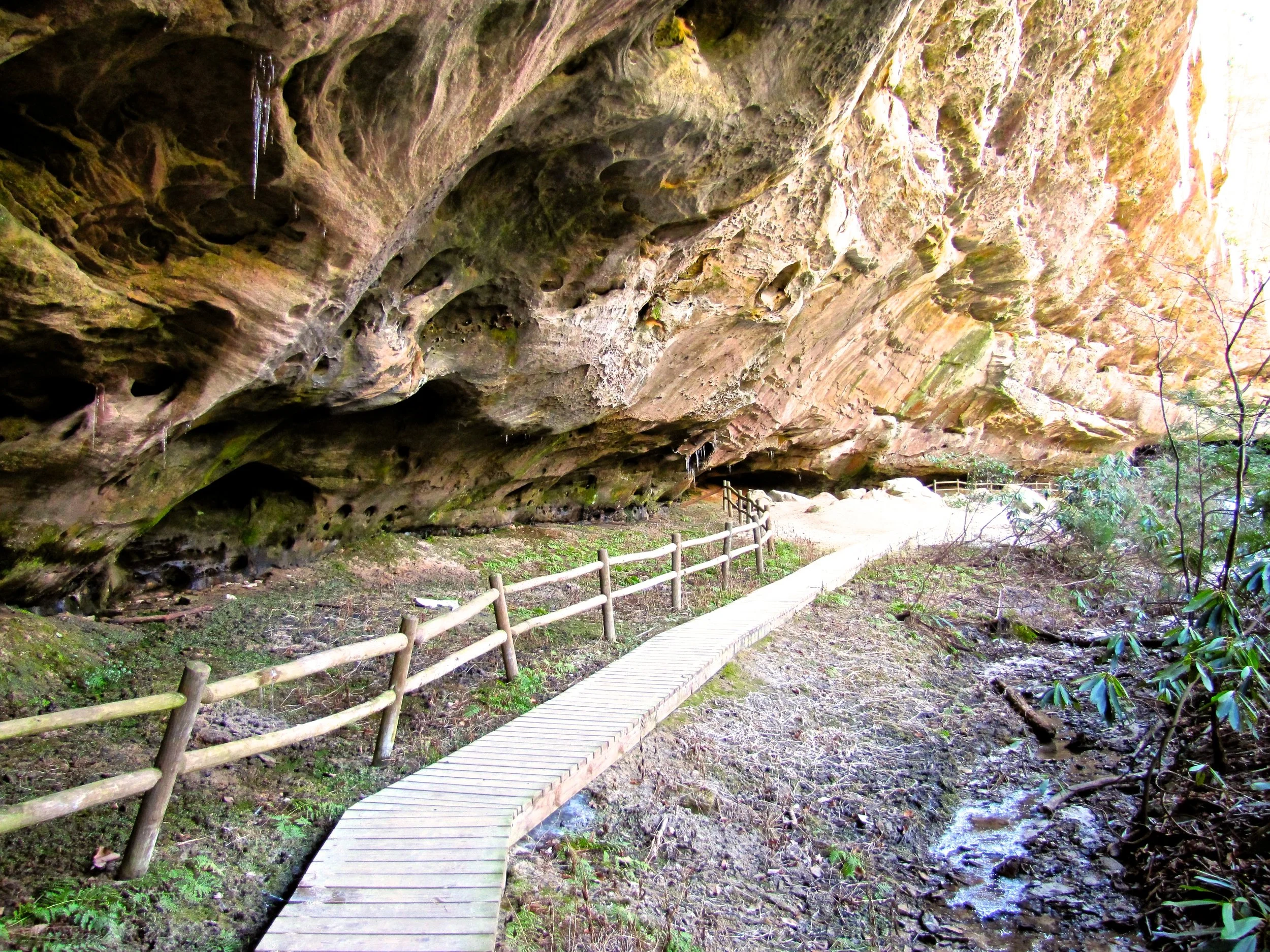 6 Reasons to Love Pickett State Park