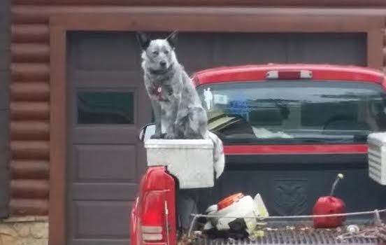 Kate sitting on Papaw Jack's truck at Laurel Fork Rustic Retreat