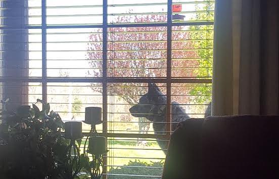 Kate the Blue Heeler sitting outside the window at Laurel Fork Rustic Retreat