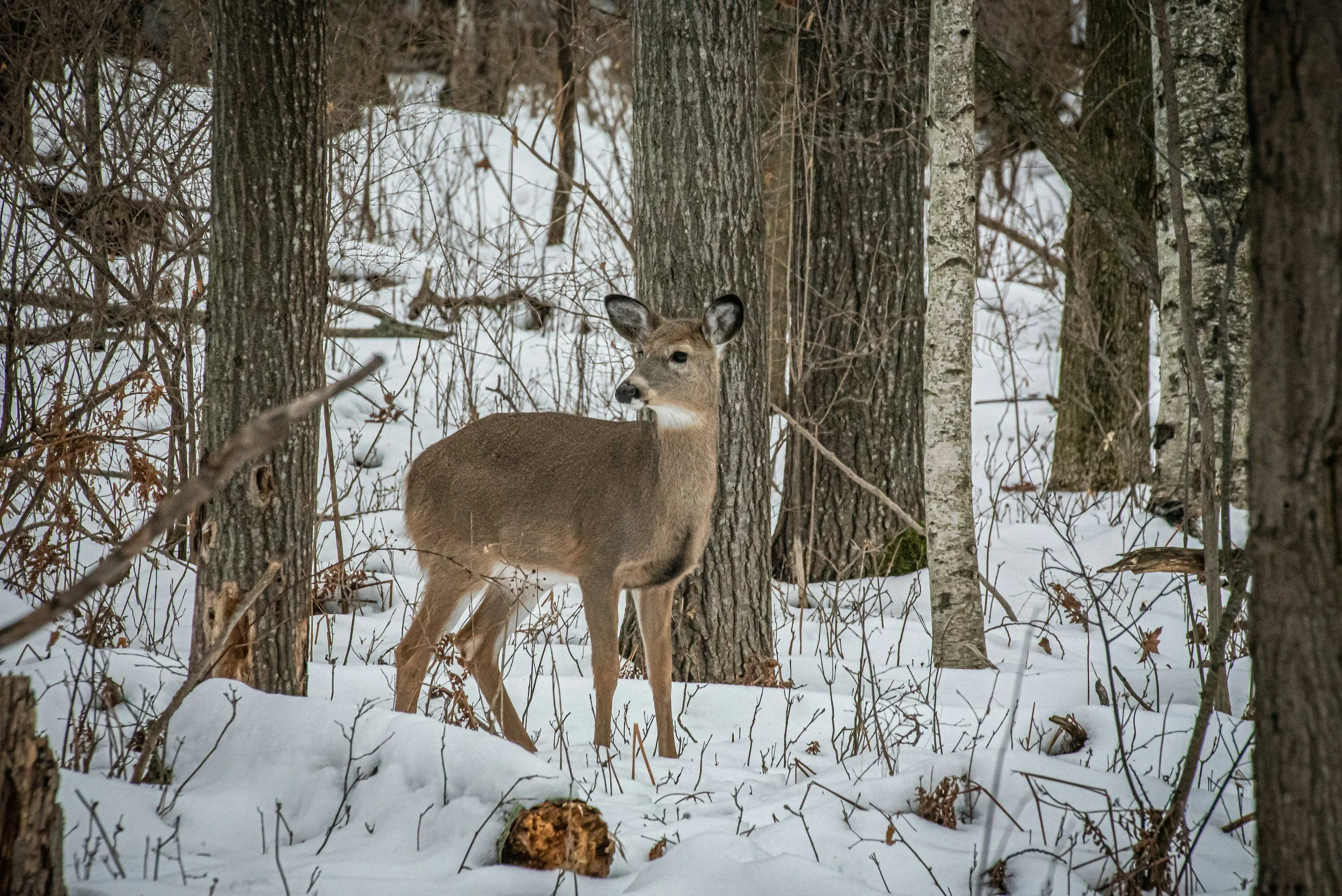 deer in the winter woods
