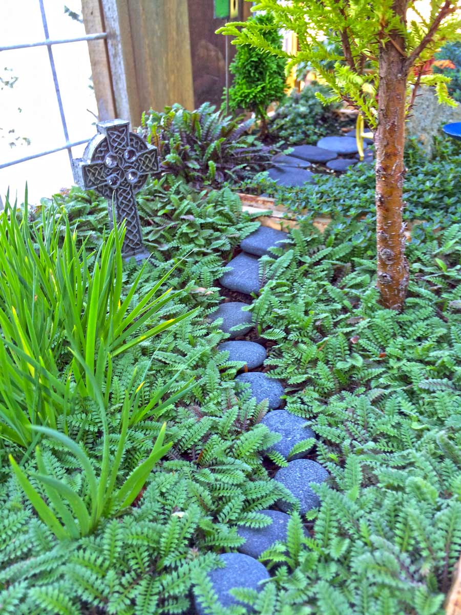 Ferns and thyme grow across the boundaries.