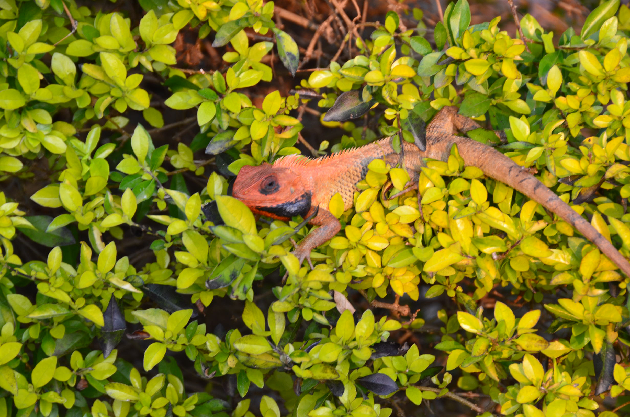 mck-3-23-15-lizard-bush-DSC_1868.jpg