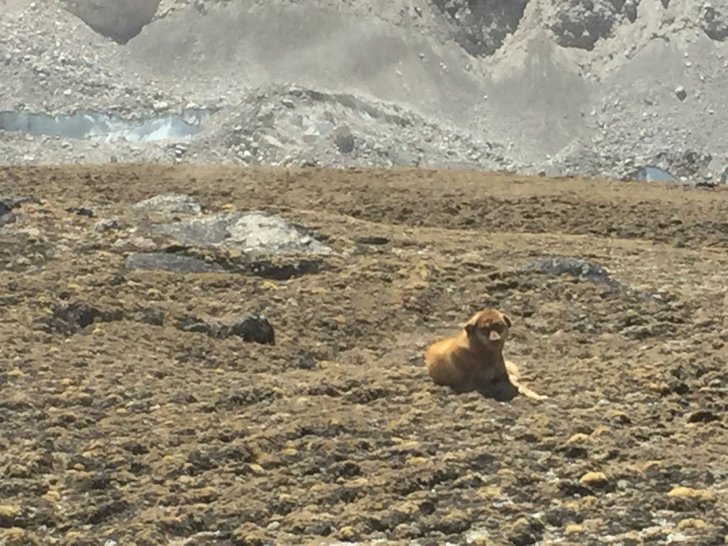 mck 2016 dog kala patthar IMG_2918.jpg