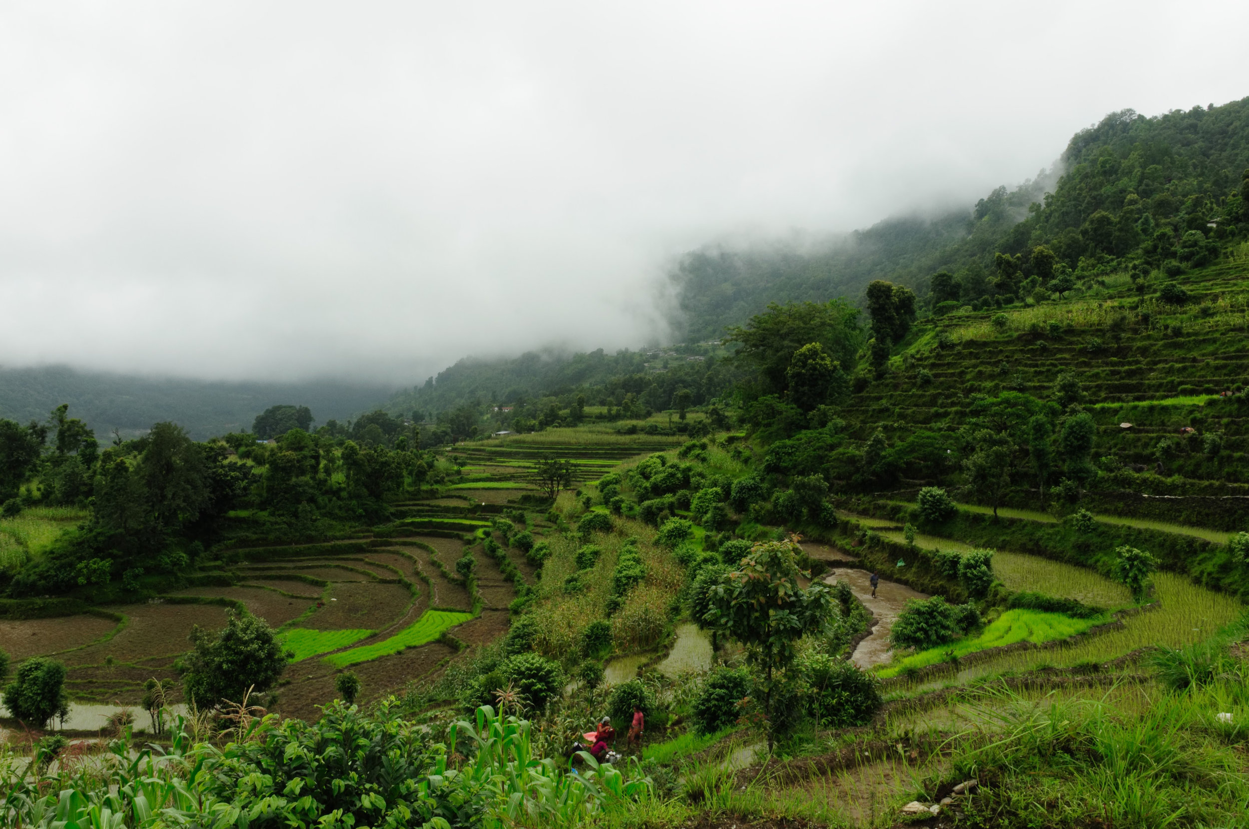 wrk nepal 2011 best farming scene DSC_0154.jpg