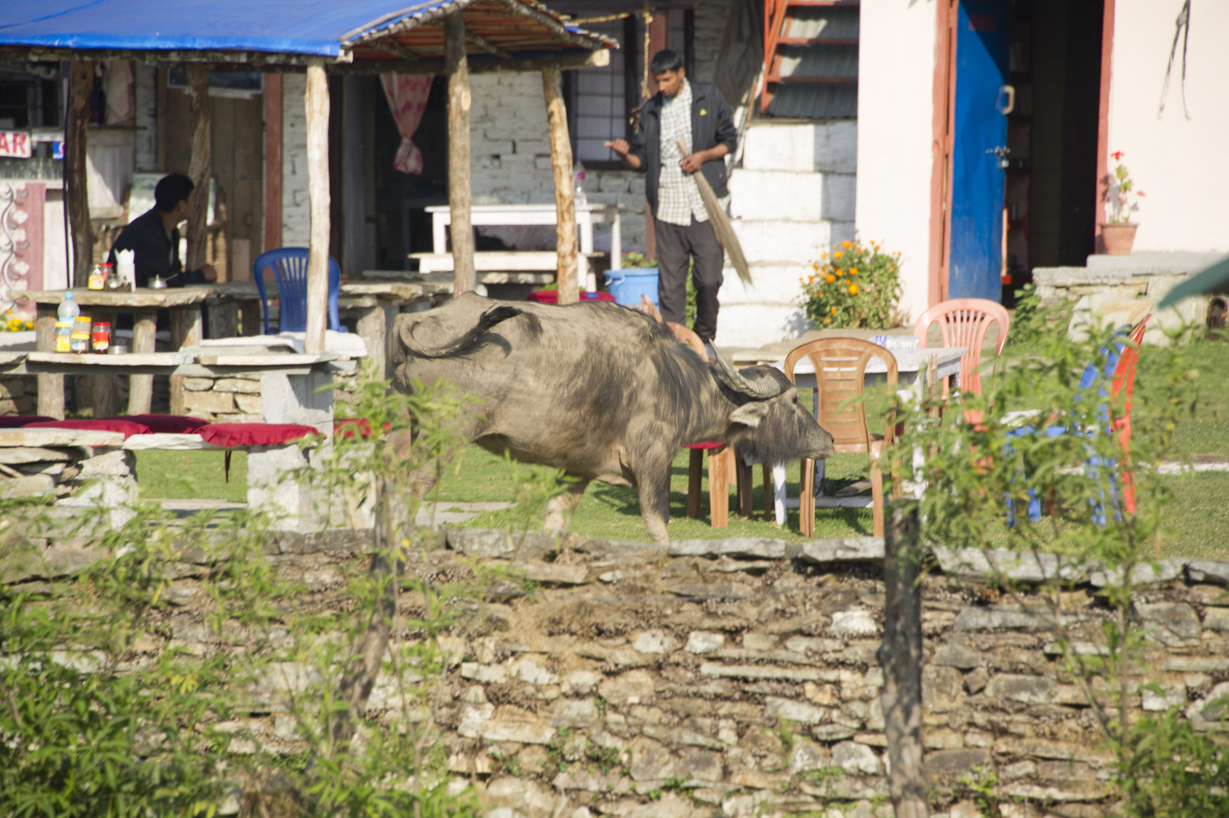 mck nepal 2016 buffalo in restaurant DSC_5930.jpg