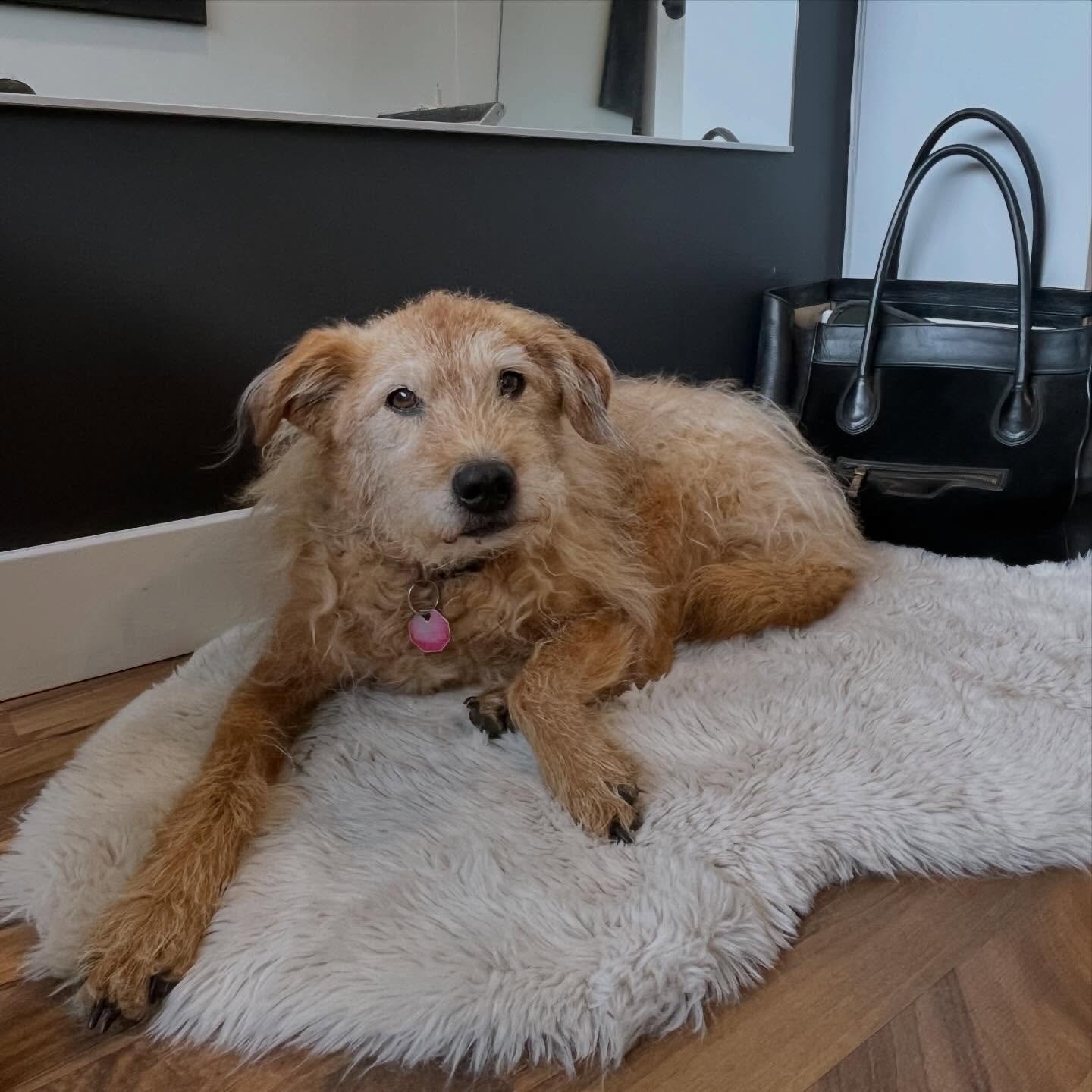 Every studio should come with a dog for moral support. 🐾🥰 Come for Pilates, stay for the dog. Koda 🐶💋
#pilates #doglife