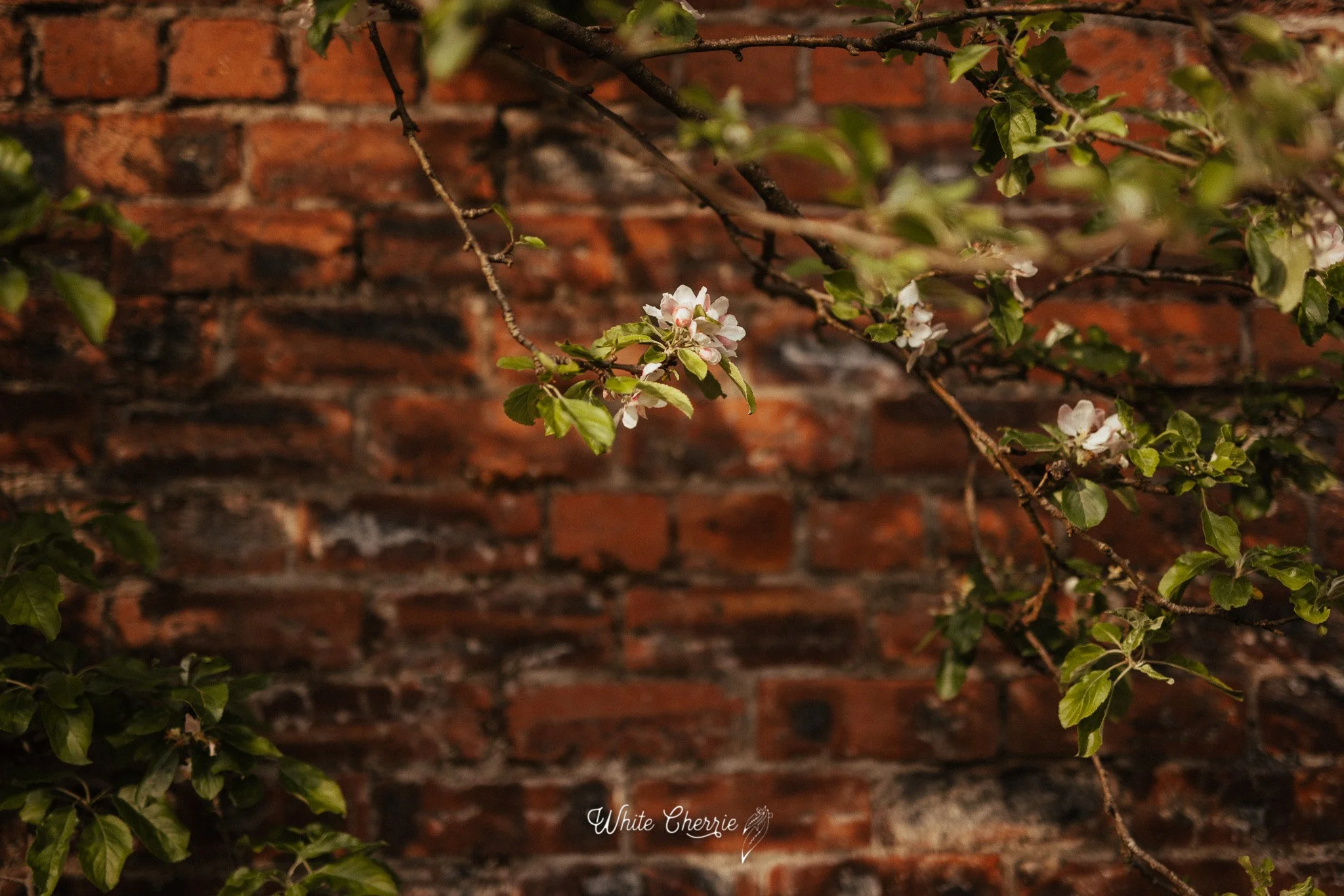 White_Cherrie-Antonia_Blair_Prev-25.jpg