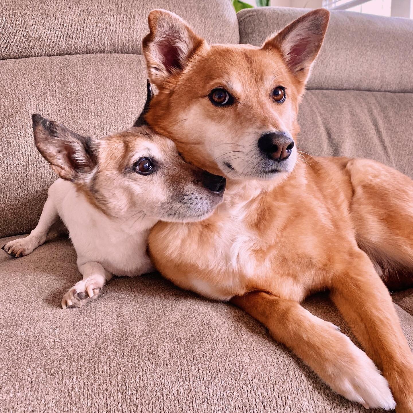 I see your #galentinesday &amp; raise you a #bromance.
💕🐶🐕🐾
#furbros #valentines #puppylove