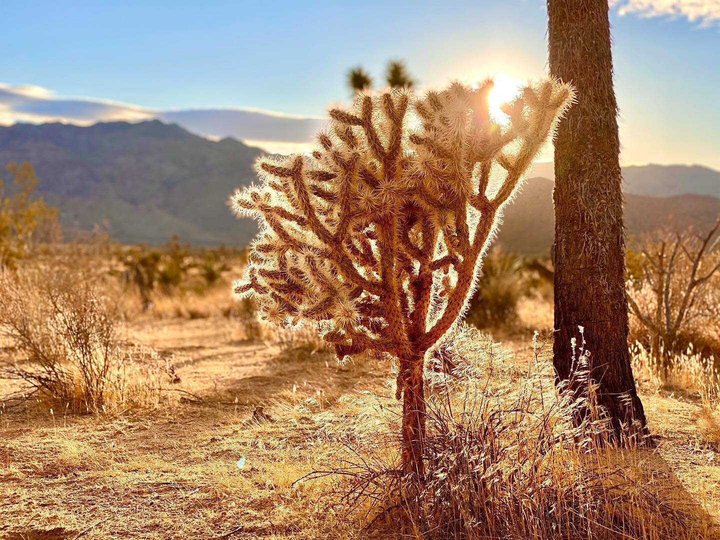 ✨WHO ELSE IS FEELING GOLDEN TODAY?! ✨
☀️
🌵
⛰
@joshuatreenps #visitcalifornia #joshuatreenationalpark #joshuatree #goldenstate #cholla #weekendvibes