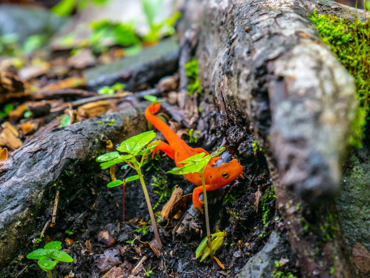 _1020281.jpg