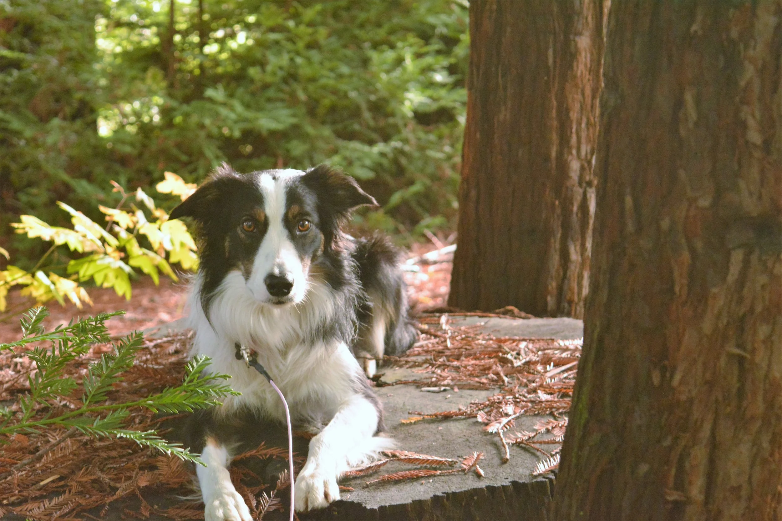 Meet the Ranch Dogs — On The Lamb Herding