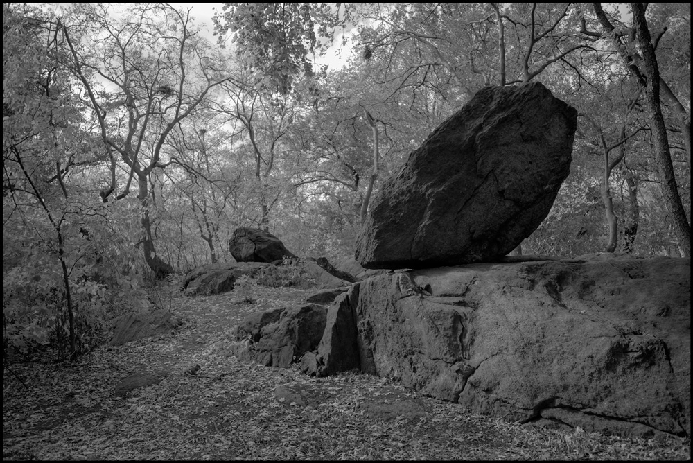 Photo: Central Park from last year. Most of the nature in this world is much much older than my age.