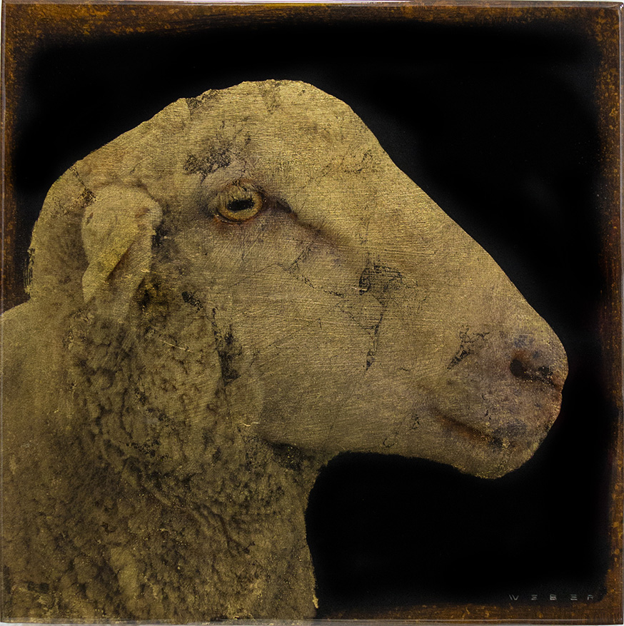 SEITZER SHEEP, 12 X 12, $1,250 USD