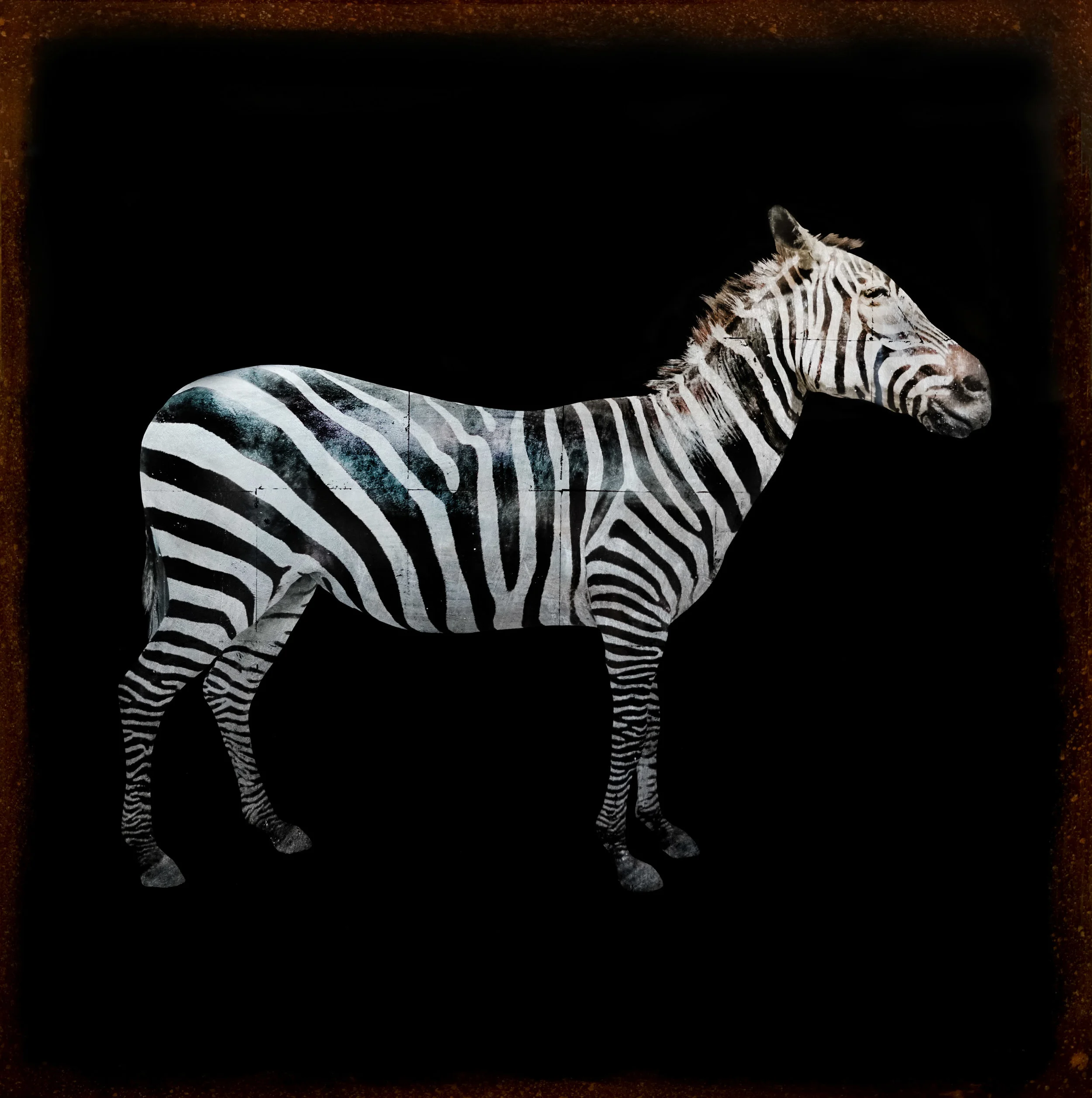 ZebraSilver.jpg