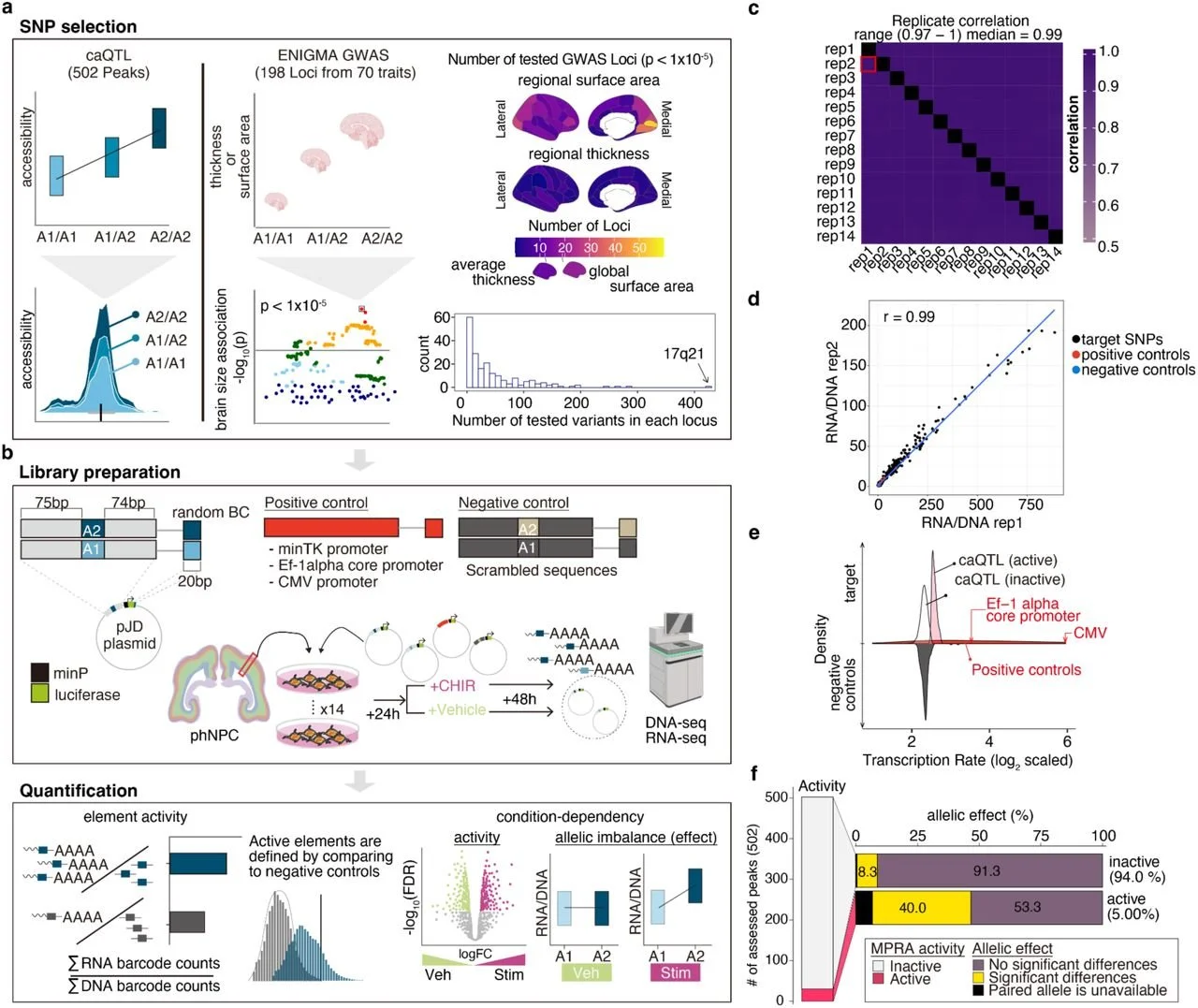 Preprint on regulatory activity of cortical structure associated ...